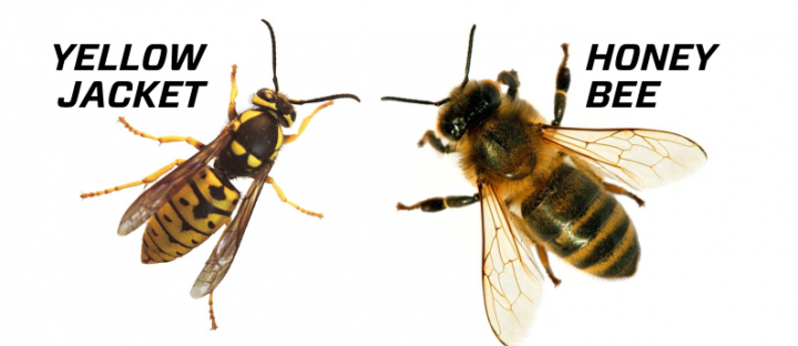 honeybee vs yellow jacket